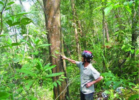 Bán đấu giá rừng ở An Lão (Bình Định) rẻ như… cho?